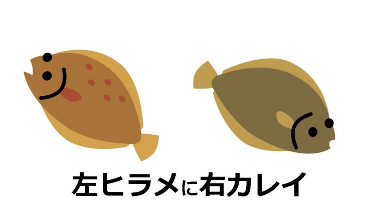 左ヒラメに右カレイ